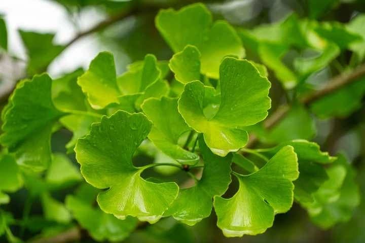 Ginkgo Biloba Nedir? Faydaları ve Zararları