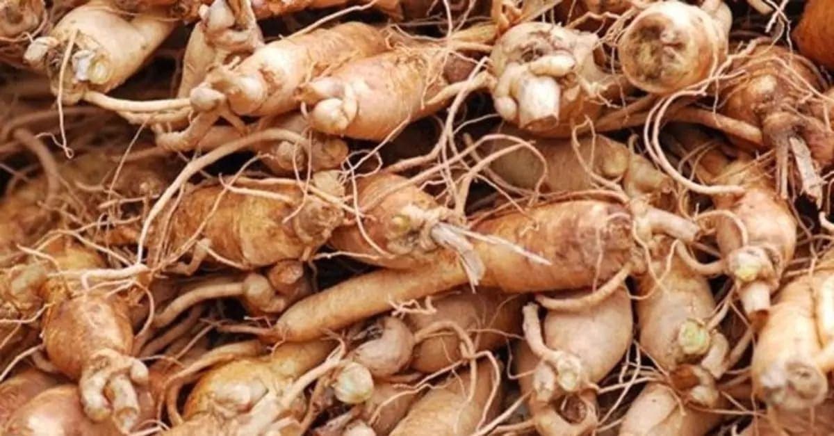 Ginseng Nedir? Faydaları Nelerdir?