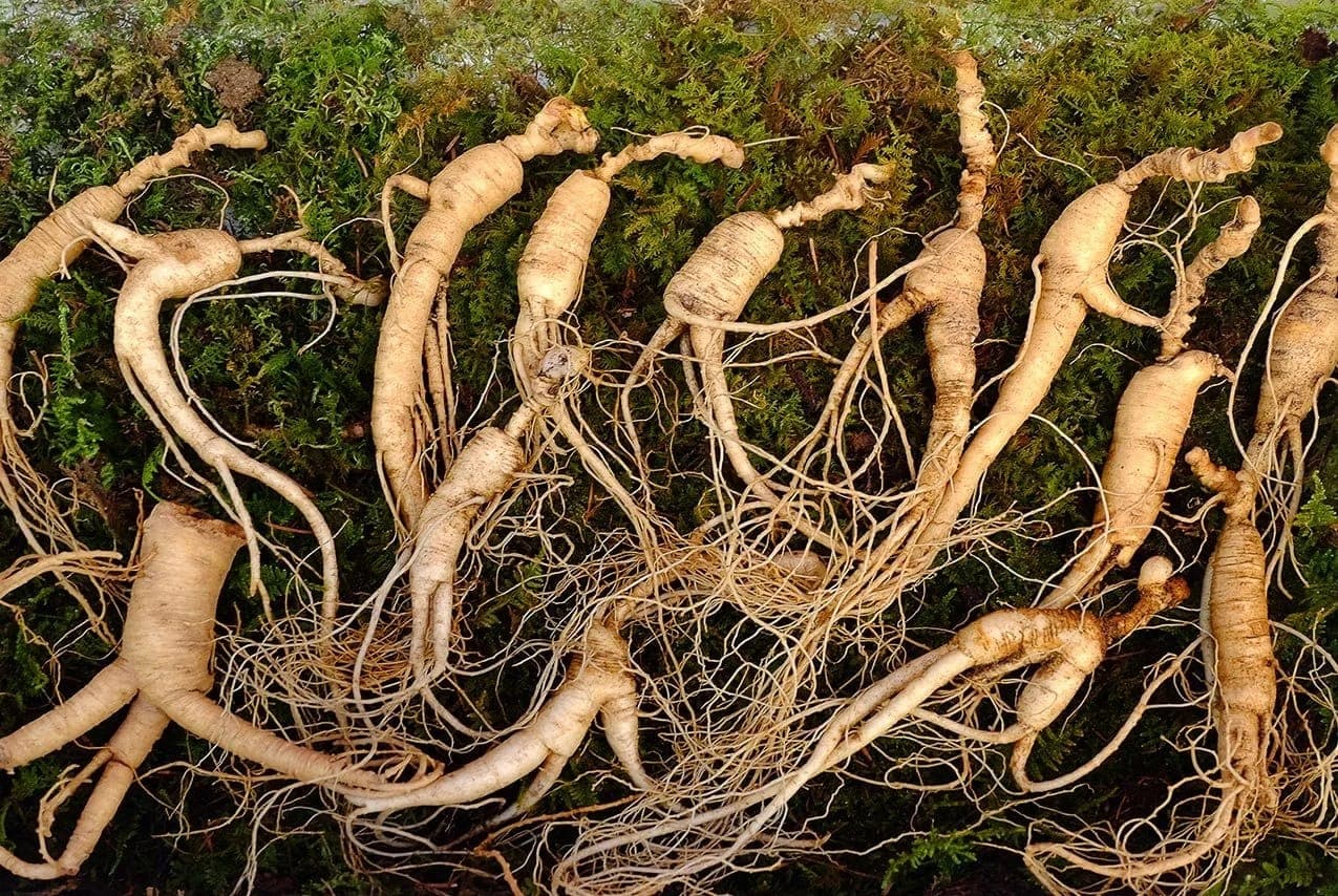 Panax ginseng (Asian ginseng) Asya Ginsengi Testosteron Artırır Mı?