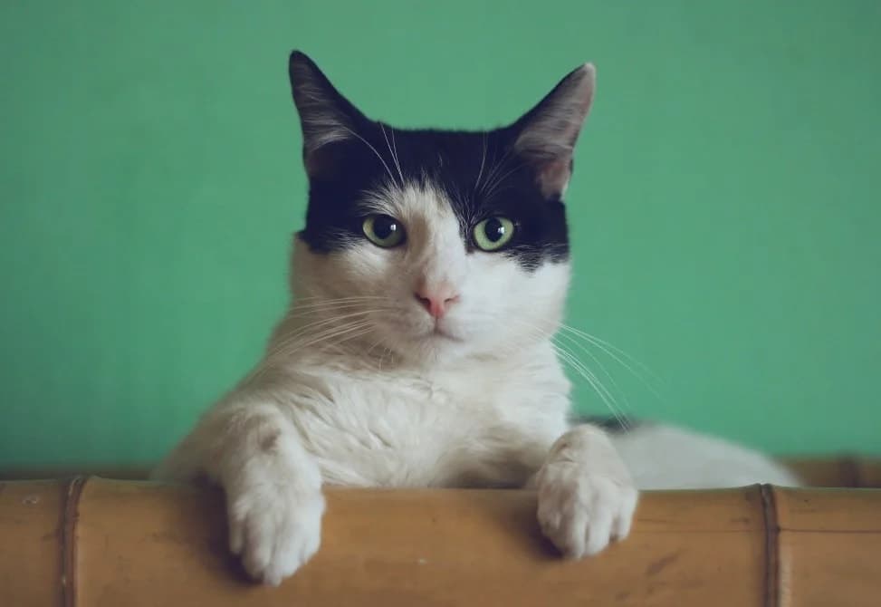 Kedi Tüyü Zararlı Mı? Zararları Nelerdir?