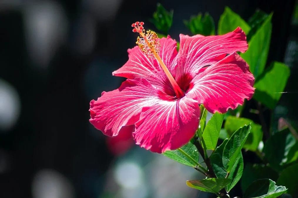 Hibiskus Nedir? Ne İşe Yarar?