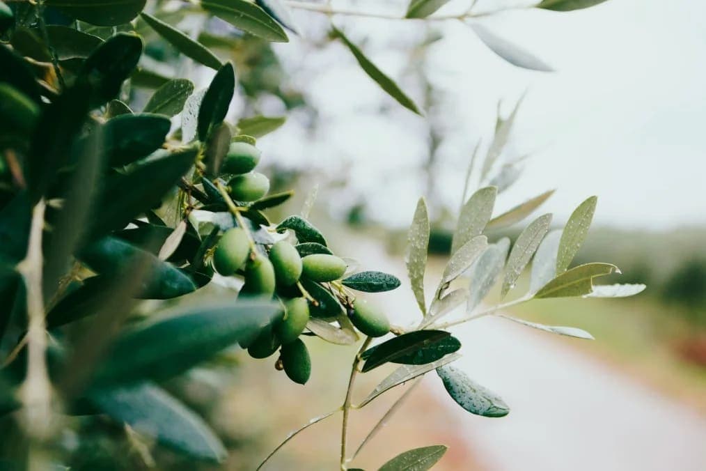 Zeytin Yaprağı Çayı Ne İşe Yarar? Neye İyi Gelir?