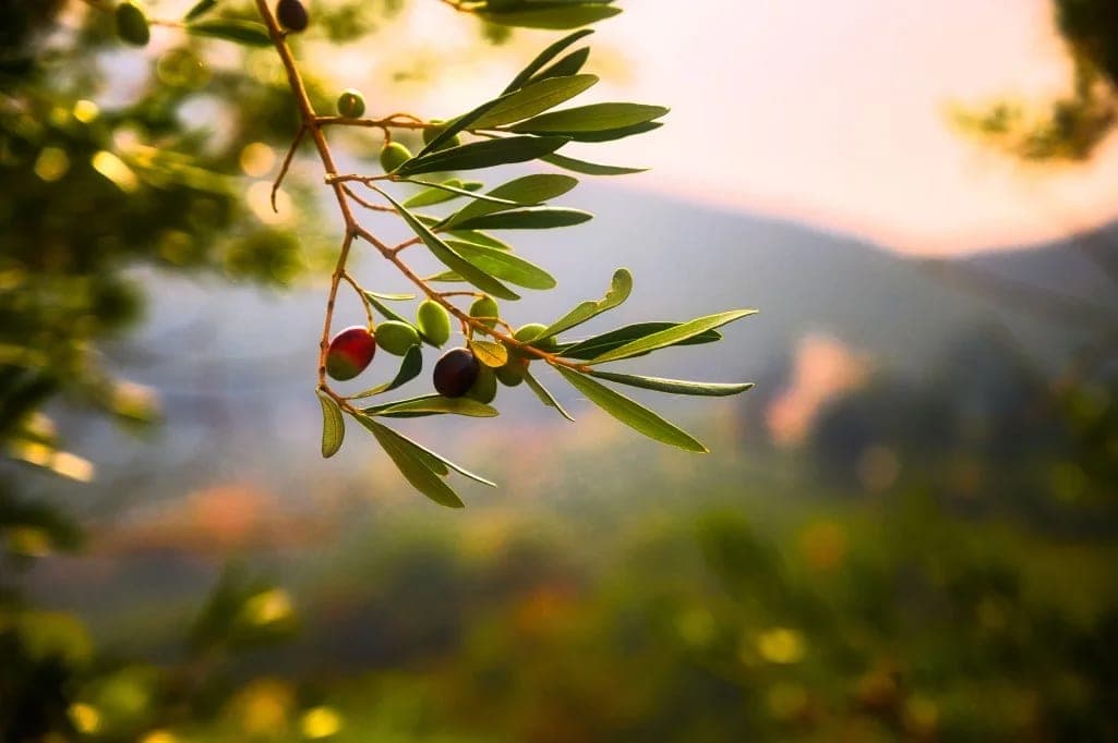 Zeytin Yaprağı Çayı Faydaları ve Zararları Nelerdir?