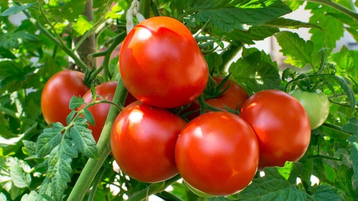 Domates Kilo Aldırır Mı?