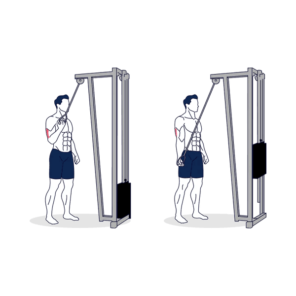 Cable Concentration Tricep Extension