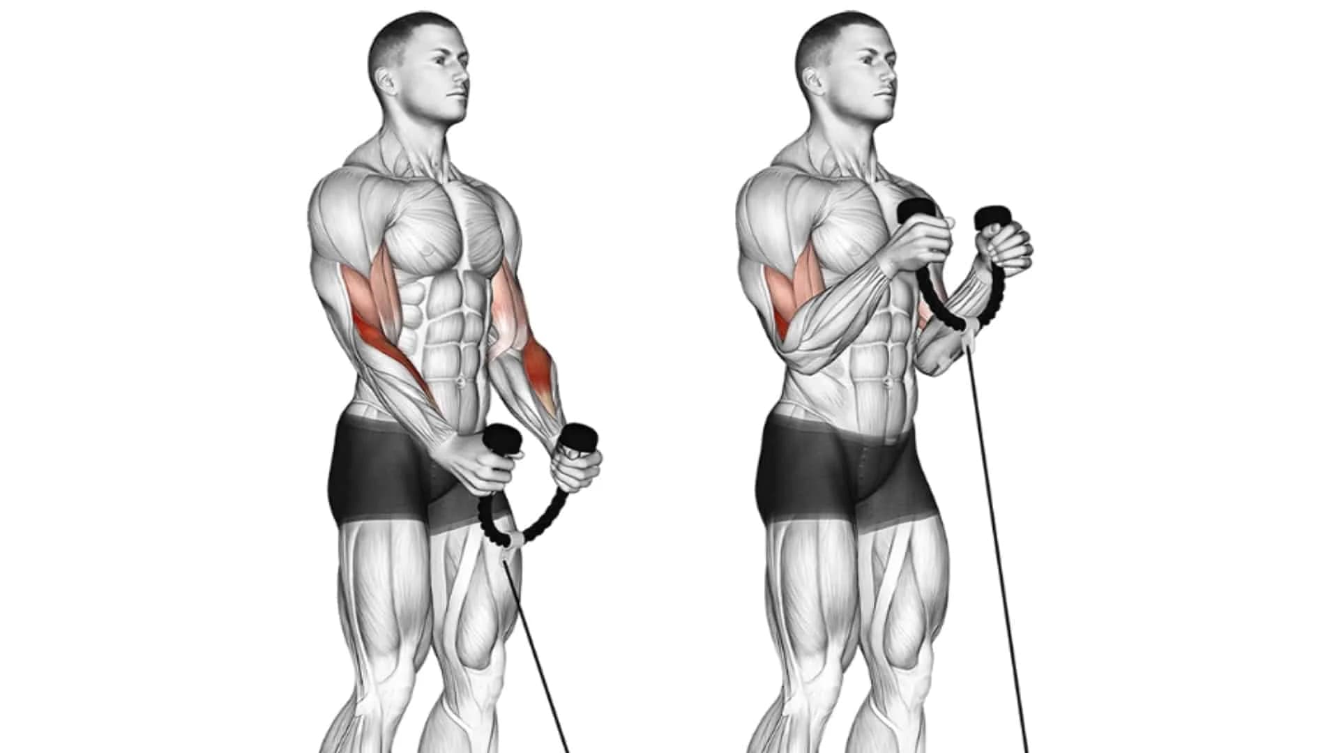 Cable Curl (Rope Extension)