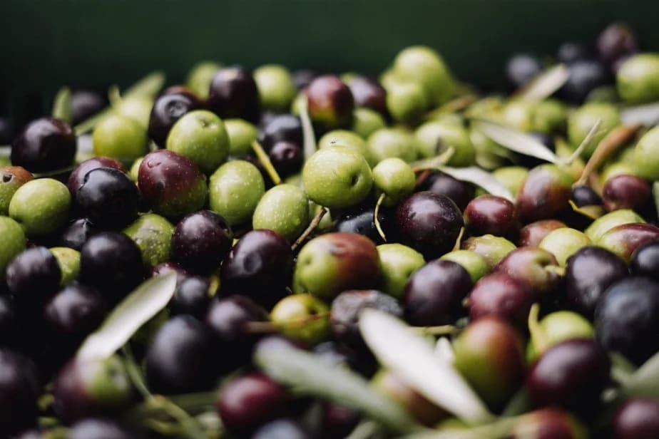 Zeytin Kilo Aldırır Mı?