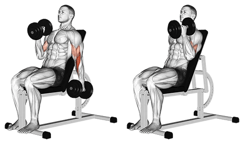 Alternate Incline Hammer Curl