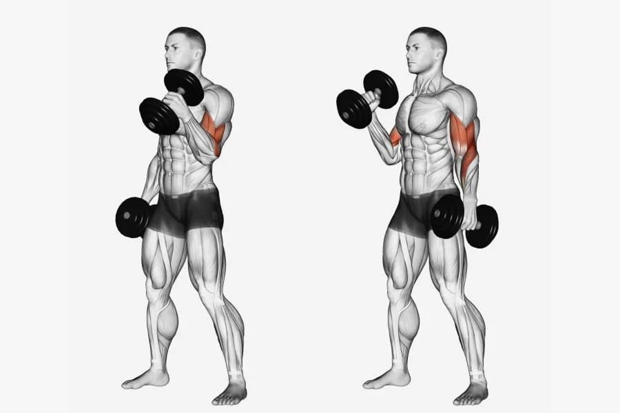 Alternating Standing Dumbbell Curl