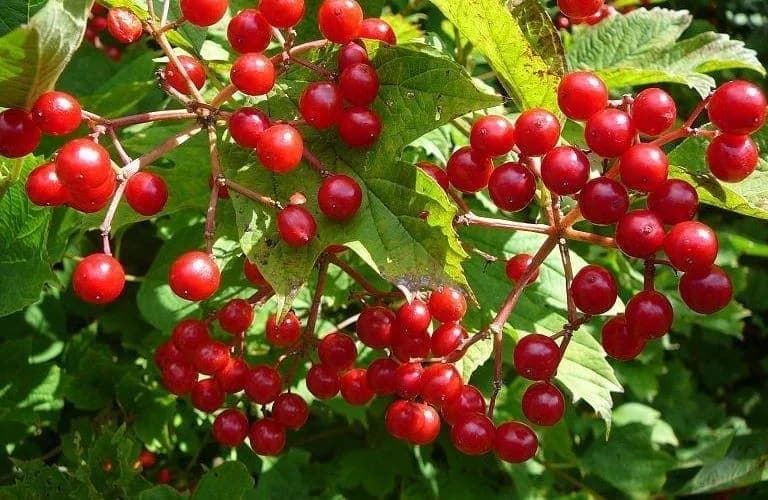 Gilaburu Ne İşe Yarar, Faydaları ve Zararları