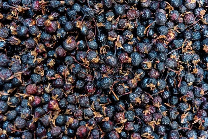 Kara, Siyah Kuşburnu Nedir, Ne İşe Yarar, Faydaları ve Zararları