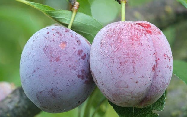 Sağ Testis Ağrısı Nedir? Nasıl Geçer?