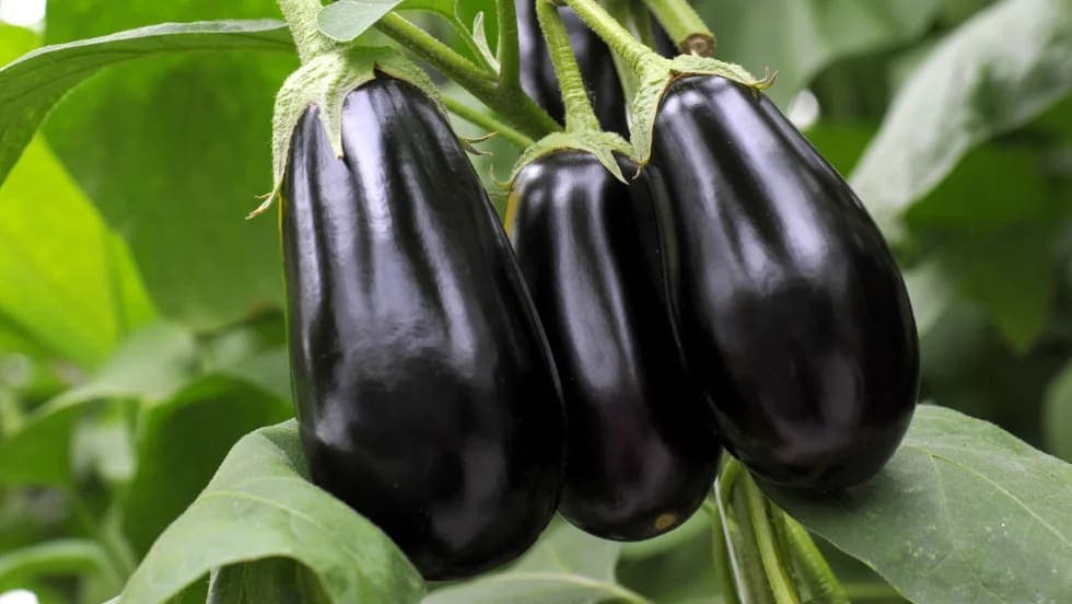 Steroid Penis Boyunu Kısaltır Mı?