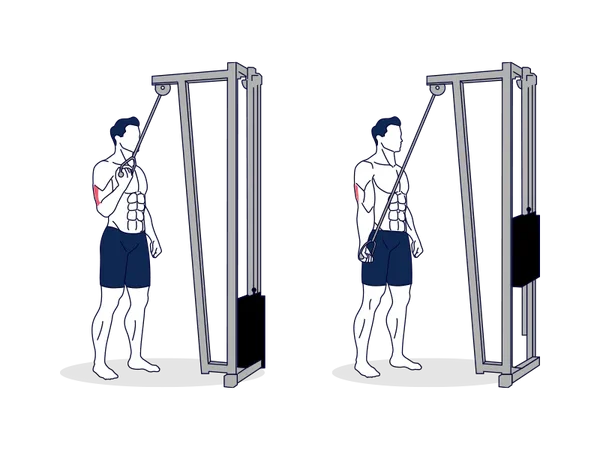 Cable Concentration Tricep Extension