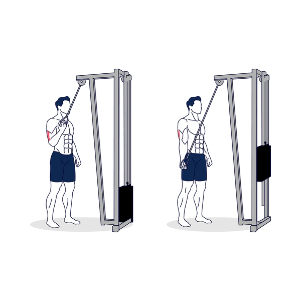 Cable Concentration Tricep Extension 1 Cable Concentration Tricep Extension