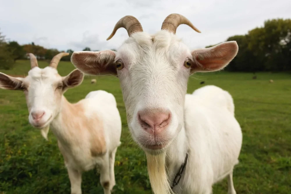 GOAT Ne Demek? Açılımı ve Anlamı 1 GOAT Ne Demek? Açılımı ve Anlamı
