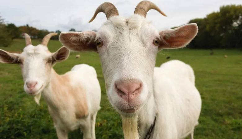 GOAT Ne Demek? Açılımı ve Anlamı