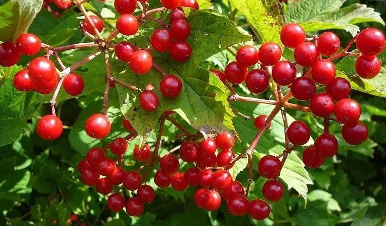 Gilaburu Ne İşe Yarar, Faydaları ve Zararları