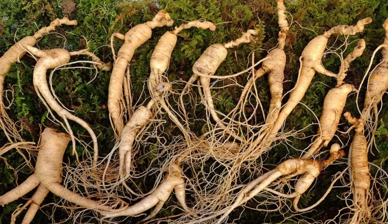 Panax Ginseng (Asian Ginseng)