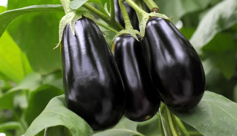 Steroid Penis Boyunu Kısaltır Mı?