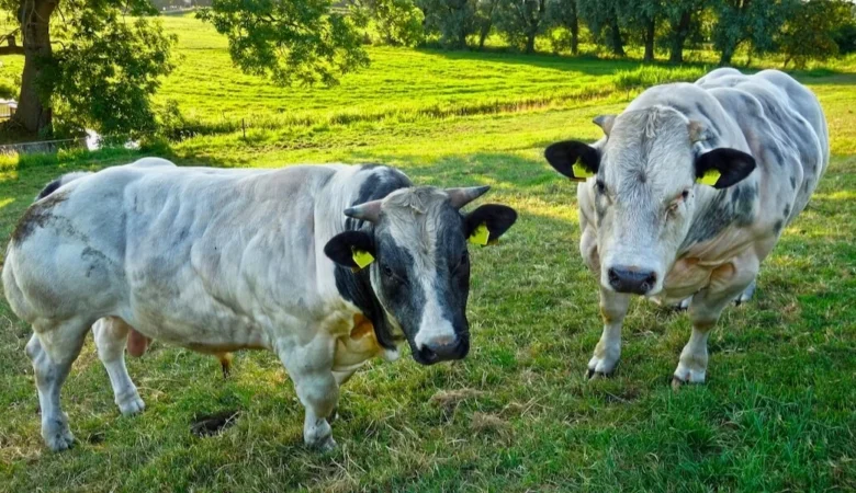 Trenbolone Acetate Nedir? Zararları ve Neden Kullanılmamalıdır?