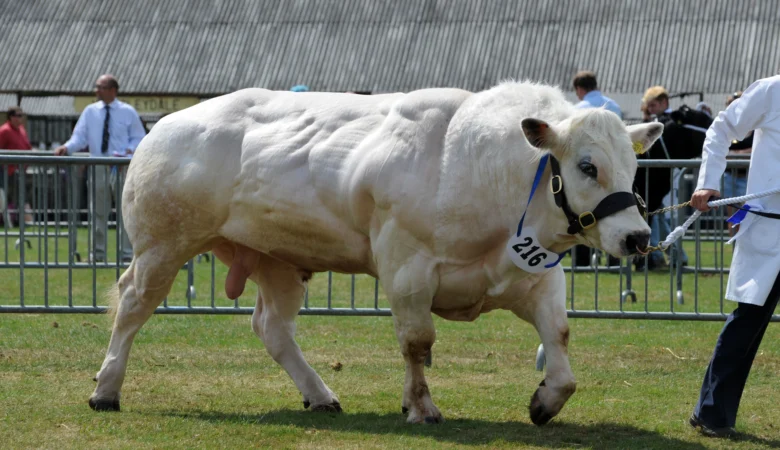 Trenbolone Enanthate Nedir? Zararları ve Neden Kullanılmamalıdır?