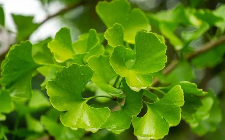 ginkgo biloba nedir faydalari ve zararlari