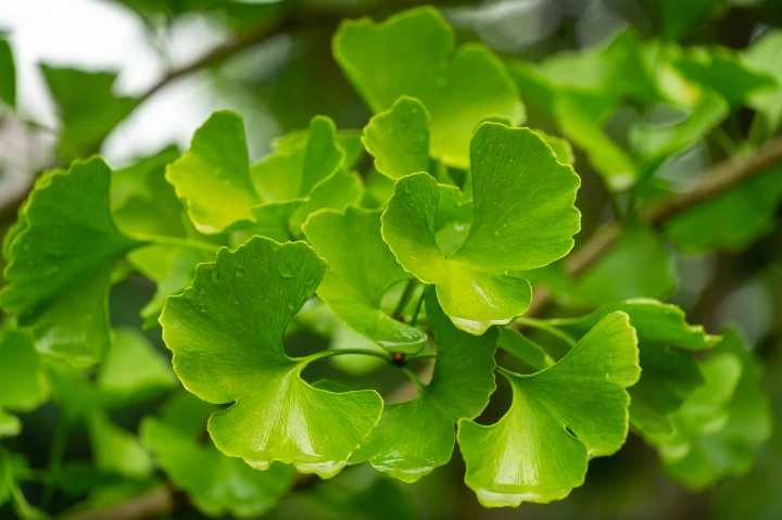 Ginkgo Biloba Nedir? Faydaları ve Zararları 1 ginkgo biloba nedir faydalari ve zararlari