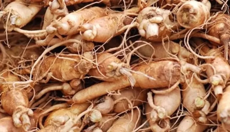 ginseng nedir faydalari nelerdir