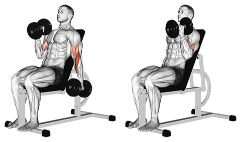 Alternate Incline Hammer Curl