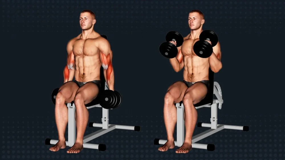 Alternate Seated Hammer Curl