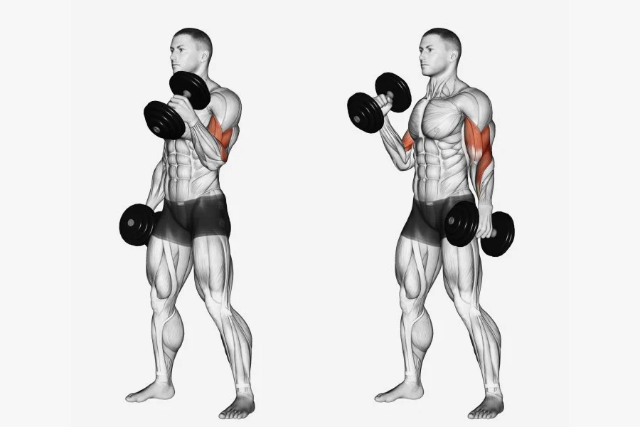 Alternating Standing Dumbbell Curl 1 Alternating Standing Dumbbell curl