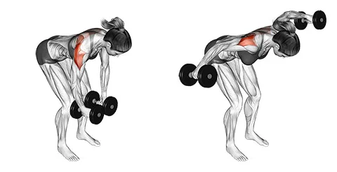 Bent Over Dumbbell Reverse Fly