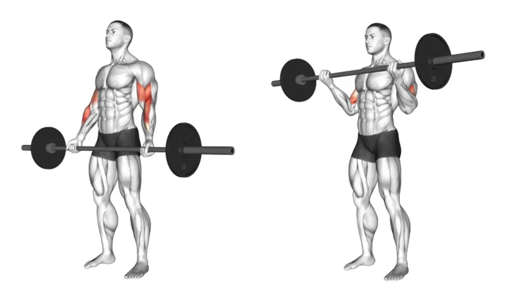 Close Grip Standing Barbell Curl 1 Close Grip Standing Barbell Curl