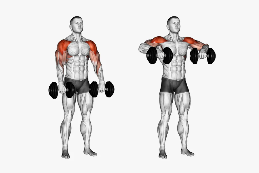 Dambıl Upright Row