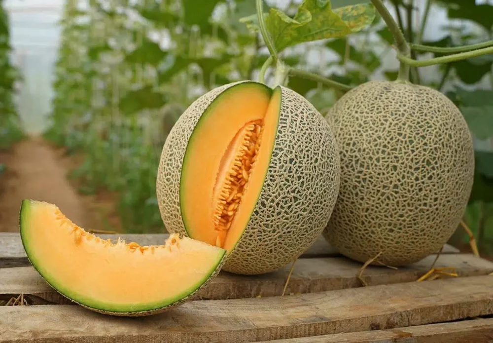 Kavun Kilo Aldırır Mı? 1 Kavun Kilo Aldırır Mı?