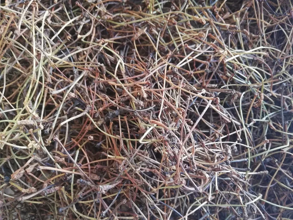 Kiraz Sapı Ne İşe Yarar? Kiraz Sapı Çayı Ödem Atar Mı?