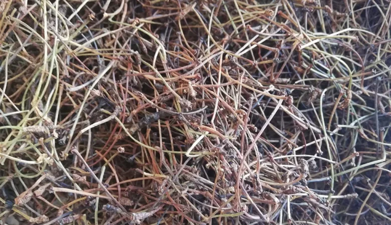 Kiraz Sapı Ne İşe Yarar? Kiraz Sapı Çayı Ödem Atar Mı?