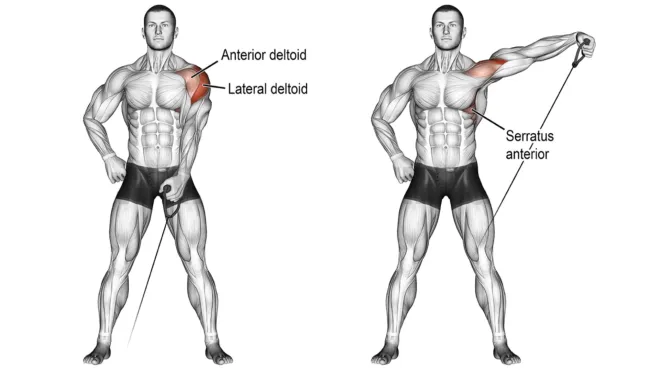 Lateral Raises Hareketi Hangi Kasları Çalıştırır?