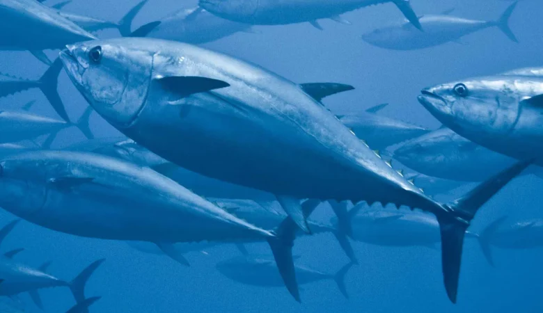 Ton Balığı Yemek Kilo Aldırır Mı?