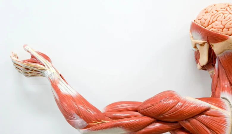 Vücut Geliştirme Kasların Nasıl Gelişir?