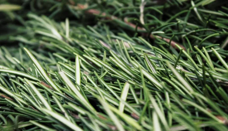 Biberiye Faydaları Nelerdir? Ne İşe Yarar?