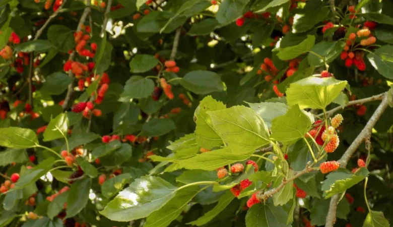 Dut Yaprağı Faydaları Nelerdir? Ne İşe Yarar?