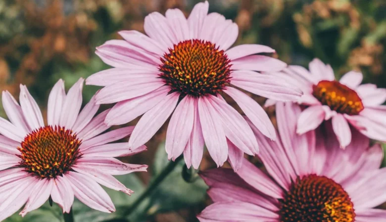 Ekinezya Çayı Zayıflatır Mı