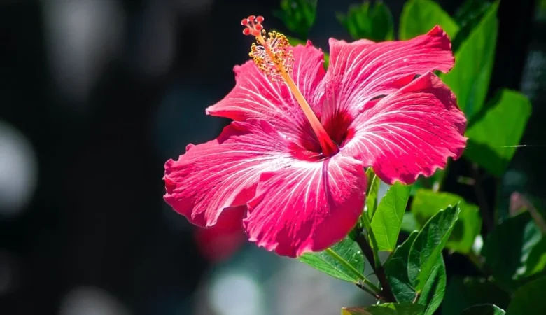 Hibiskus Nedir Ne İşe Yarar