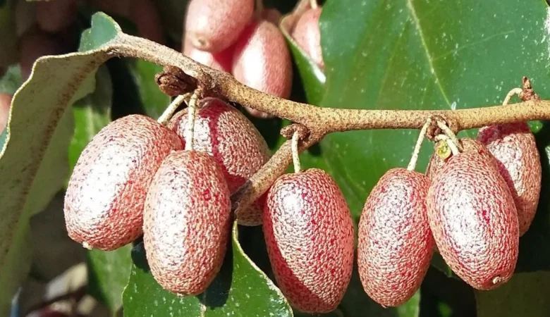 İğde Faydaları Nelerdir? Ne İşe Yarar?