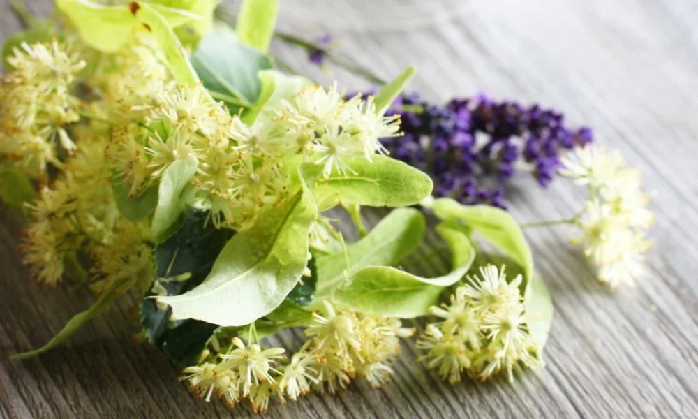 Ihlamur Çayı Zayıflatır Mı