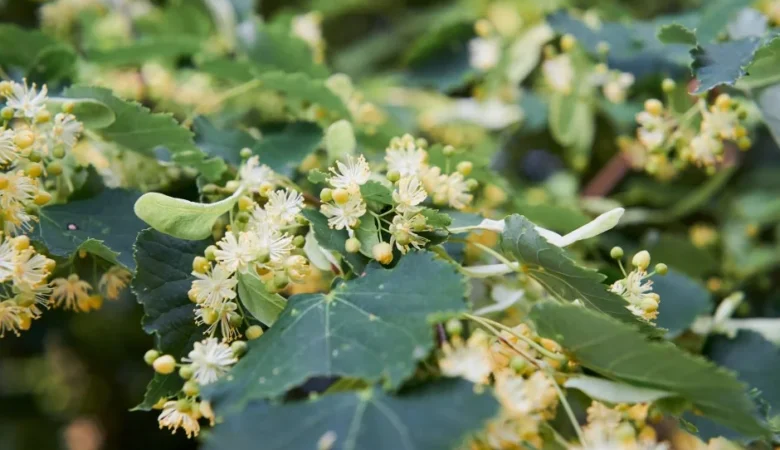 Ihlamurun Faydaları Nelerdir