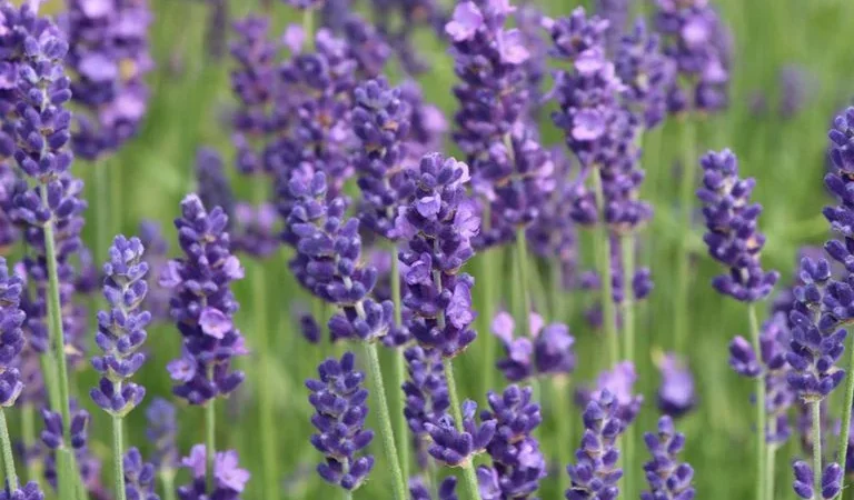 Karabaş Otu Faydaları Nelerdir? Ne İşe Yarar?