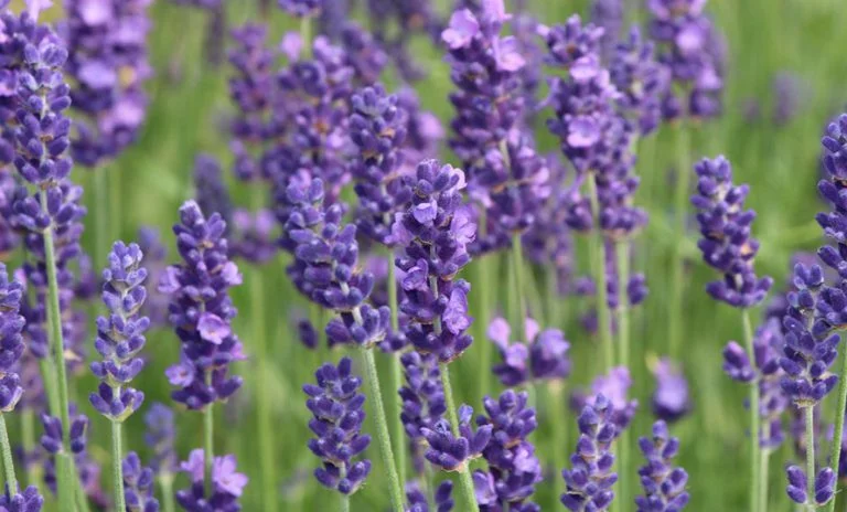 Karabaş Otu Faydaları Nelerdir? Ne İşe Yarar?